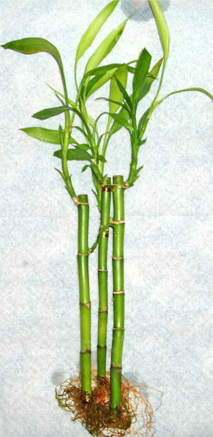 Kaliteli ve fiyat� ucuz bir �r�n Lucky Bamboo �ans mele�i �i�e�i bambu �i�e�i