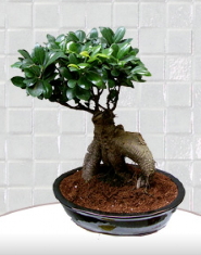 saks� �i�e�i japon a�ac� bonsai Ankara kaliteli taze ve ucuz �i�ekler